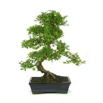 Planeta Huerto Bonsái - Bonsái Sageretia Theezans 6 Años CIRUELO CHINO - Árbol de Hoja Perenne - Riego Abundante en Verano - Riego Moderado en Invierno - 1