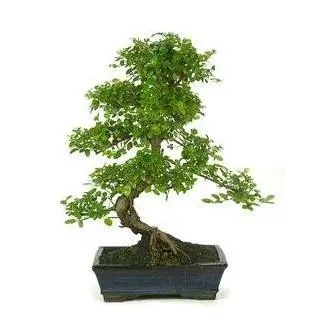 Planeta Huerto Bonsái - Bonsái Sageretia Theezans 6 Años CIRUELO CHINO - Árbol de Hoja Perenne - Riego Abundante en Verano - Riego Moderado en Invierno - 1