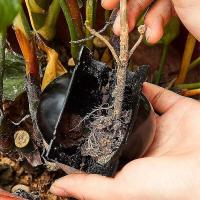 Kit de 20 unidades de enraizamiento reutilizable para plantas: caja de bolas de cultivo de alta presión. Equipo de cultivo. - details 3