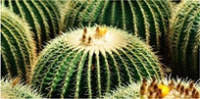 Tea Tree Purifine Soothing Mask - details 5