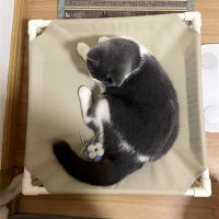 Cama De Camping Para Perros Y Gatos Cama Elevada Plegable Lavable Y Portátil Hogar Para Pupusas Colchón Para Perros Malla De Hamaca - details 14
