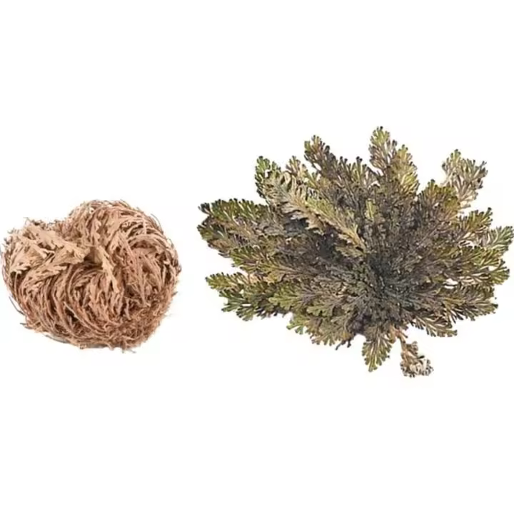 Valmoni Sport - Rosa de Jericó Planta de la Resurrección 8cm - Elimina Vibraciones Negativas - 1