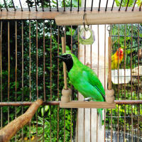 Juguete De Colgante Para Pájaros Madera Percha Para Periquito Con Bolas De Masticar Soporte De Sueño Para Cages Juguetes De Juego Para Pájaros Budgie - details 7