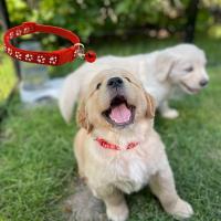 Juego De 12 Collares Para Perros Con Collares Proteccion Y Campanas Ajustables Y Reutilizables Etiquetas Fáciles De Identificar Para Cachorros - details 2