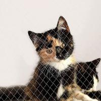 Cubierta Protectora Para Mascotas Red Flotante De Plástico Y Nylon Con Malla De Acero Para Ventanas Seguridad Anticaída Para Jardín Y Balcones - details 13