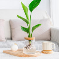 Vaso Hidroponico De Escritorio Con Tapa Terrarium Para Propagación De Plantas Decoración Para Hogar Apartamento Oficina - details 4