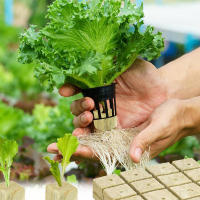 36/50Pcs Iniciadores De Plagas De Esponja Y Poliestireno Para Cultivo En Casa Jardín Herramientas De Suministros De Invernadero Cubos De Medio De Cultivo Hidroponía - details 5