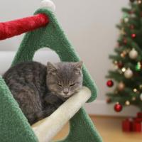 Cature, Cama para Gatos, Torre Rascador para Gatos, 2 Niveles, Estructura Triangular Verde y Rojo, 52 x 48 x 40 cm - details 1