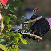 Tijeras De Podar De Madera 8.07 Pulgadas/20.5 Cm Herramienta De Jardín Para Recortar Rama De Fruta Tijeras De Codo - details 2