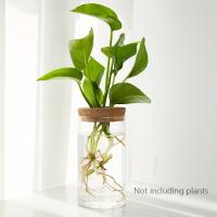 1pc Vaso De Cristal Para Plantas De Esterilidad Decoración De Escritorio Estación De Propagación De Plantas Jardín De Interiores - details 3