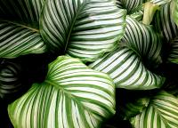 1 Planta natural calathea variadas. Elegir variedad. Segura Garden. Planta de interior hermosa y fácil de cuidar. Sus vibrantes hojas añaden color y frescura al hogar, mientras purifica el aire, ¡un ambiente saludable con una Calathea! 🌿 - details 0
