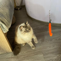 Juguete Interactivo Para Gatos Varita Retráctil Con Pluma Y Campana Entrenamiento Y Ejercicio Para Mascotas De Interior Material Plástico - details 8