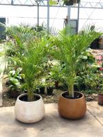 Palmera Areka palma planta natural interior exterior areca Dypsis Lutencens - details 0