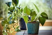 Planta natural Pothos. Potho Epipremnum.  Segura Garden. La planta Epipremnum es perfecta para el hogar por su fácil cuidado, purificación del aire y su capacidad para prosperar en diversas condiciones ambientales. - details 0