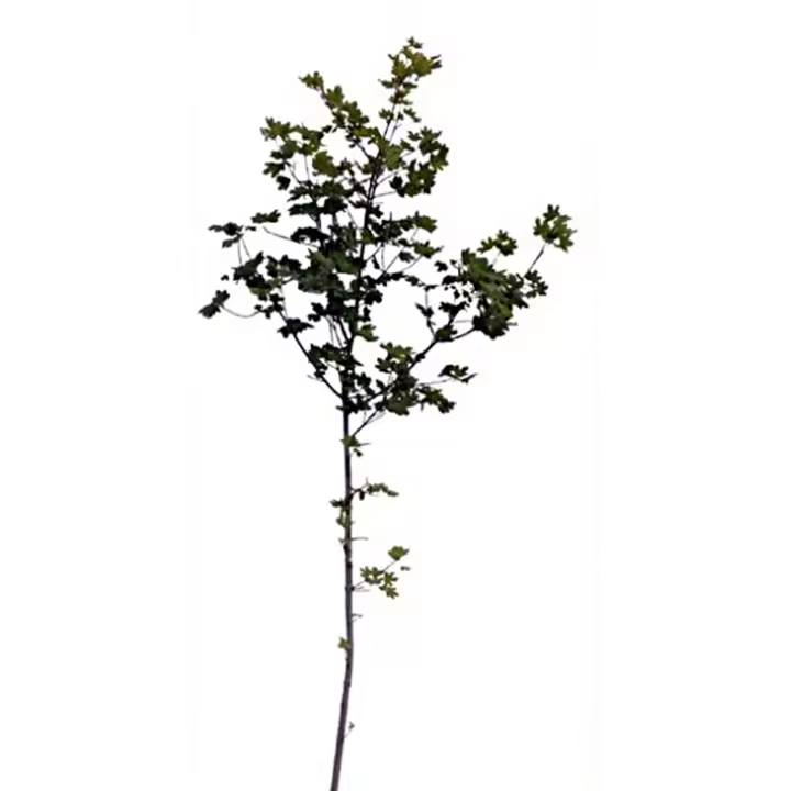 Planta natural arbol Acer Campestre. 120 - 150 cm. Ideal por su resistencia, adaptación a distintos suelos y climas, y por su belleza ornamental. Además, ayuda a mejorar la biodiversidad y proporciona sombra en jardines. - 1