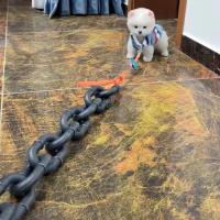 Correa De Perro De Cadena Gruesa Y Dorada Divertida Para Exteriores Correa Básica De Plástico Para Todos Los Estadios Del Perro - details 6