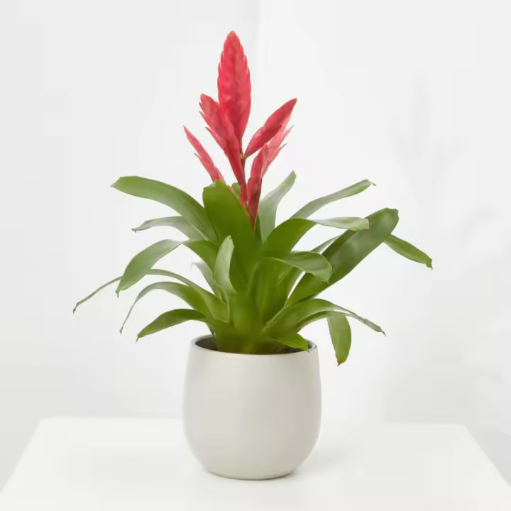 Verdecora Bromelia Natural de Interior - Cuidados y Decoración Exótica - 1