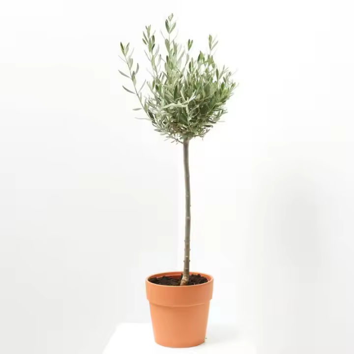 Planta Olivo Variedades Copa Natural de Exterior - Cubre Macetas - 1