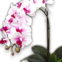 Maceta Orquídeas Artificiales - 43cm - Karawan. - details 1