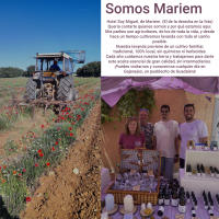 Esencial de Lavanda Pura Para Humidificador 200 ML Mariem Ideal Para Aromaterapia Ayuda a Relajarse y Mejora La Calidad Del Sueño Distribuida Directamente por Los Agricultores Origen Guadalajara - details 5