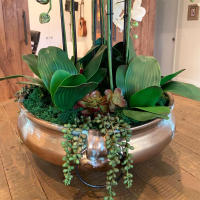 1Pcs Gran Tamaño Artificial Filo De Orquídea Falsa En Latex Toque Real 5 Pétalos Verde Para Jardín De Flores Simulación De Moth - details 3