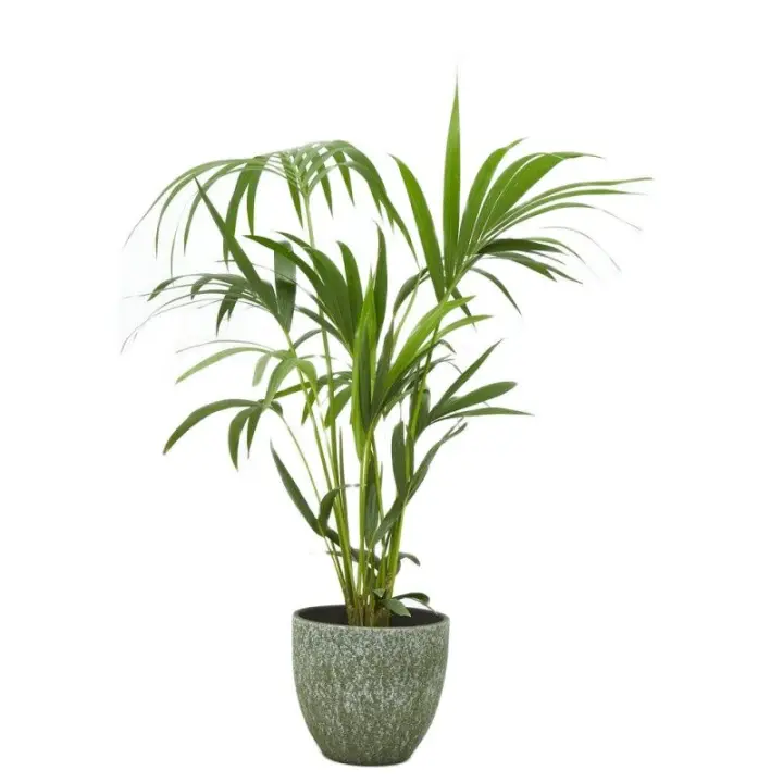 Verdecora KENTIA  Planta natural de interior - Cubre macetas no incluido - 1