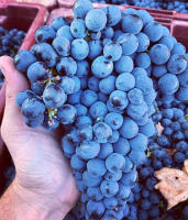 Vino Tinto Lagareta Gourmet MONTELIOS Mencía Centenaria 2014 - Bodega Aurelio Feo Viticultor - D.O. El Bierzo - details 1
