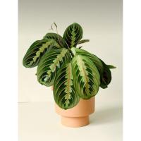 PLANTA MARANTA LEUCONERA DE INTERIOR | PLANTA DEL REZO | PLANTA DE LA ORACIÓN | | PET FRENDLY | PLANTAS POCA LUZ | EXTERIOR PLANTAS FACILES | PLANTAS DE POCO CUIDADO | ENVIOS A TODO EUROPA | PLANTAS DE OFICINA | MEDIA SOMBRA | TURBA | SUSTRATO | VIVERO | - details 0