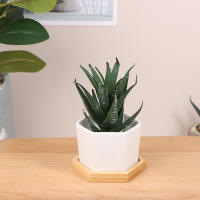 Maceta De Cerámica Blanca Para El Hogar Con Bandeja Hexagonal Sencillo Estilo Europeo Contenedor De Planta Para Suculentas Pequeña Maceta Para Bonsái - details 8