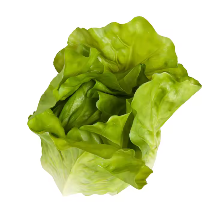 LECHUGA ROMANA DECORACIÓN 11X9X12 CM - 1