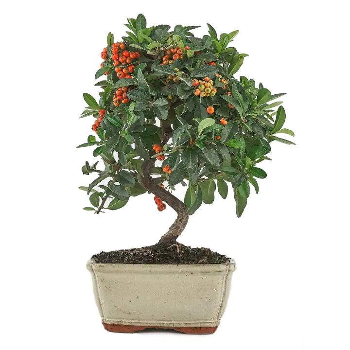 Planeta Huerto Bonsái Pyracantha Sp. 7 Años - ESPINO DE FUEGO - 1