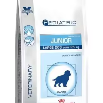 Pediatric Junior Large Dog