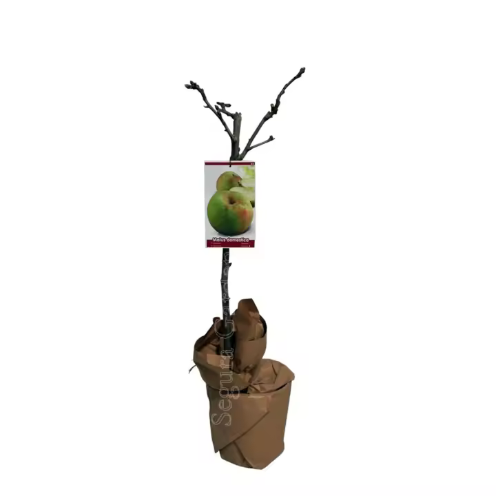 Planta Árbol Frutal en maceta. manzano, melocotonero, cerezo, peral, ciruelo, higuera, albaricoque.  SEGURA GARDEN.  Ofrecen frutas frescas, sombra beneficiosa, promueven biodiversidad, mejoran el suelo y contribuyen a un entorno sostenible. - 1