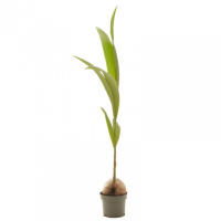 Palmera Cocotera Natural en Maceta de Ø19cm | Altura 130cm | Interior - details 0