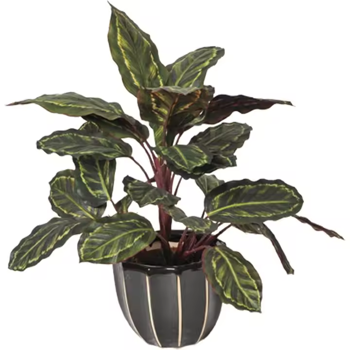Plantawa Planta Galatea Cebra 49 cm Plantas Artificiales Decoración para Interior y Exterior, Planta Artificial con Maceta para hogar Ideal para salón Cocina terraza o jardín. - 1