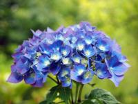 Planta natural Hortensia. Hydrangea. Elegir color de flor.  Segura Garden. La hydrangea brinda belleza floral, adaptabilidad a diversos climas y colores vibrantes. Mejora la estética del jardín con bajo mantenimiento. - details 3