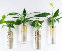 2pcs Jarrones De Vidrio Para Plantas Perfectos Para Decoración De Hogar Jardines Oficinas Accesorios Tubos Contenedores Montados En La Pared - details 5