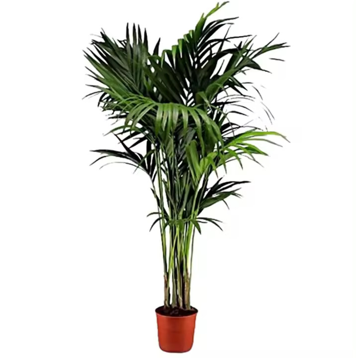 Planta Elegante Palmera Kentia. Segura Garden. - 1