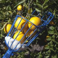 Cesta Profunda Para Jardín Herramienta De Recogida De Frutas Adecuada Para Manzanas Y Duraznos Dispositivo De Recogida En Granjas - details 2