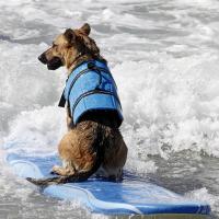 Chaleco De Natación Para Perros De Verano Con Reflejante Ropa De Seguridad Para Mascotas Mediana Y Grande Traje De Natación Para Puppies - details 2