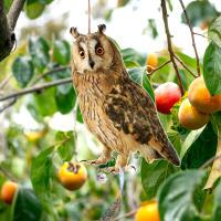 Dispositivo De Repelente De Pájaros Colgante Con Águilas Falsas Decoración De Jardín Y Protección Contra Pájaros Material Plástico - details 6