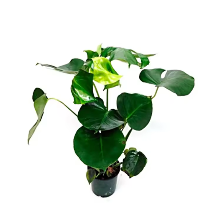 Planta natural Monstera Deliciosa. Costilla de Adan.  Segura Garden. La Monstera deliciosa es elegante, purifica el aire, requiere poco cuidado y añade un toque exótico al jardín, mejorando su estética natural. - 1