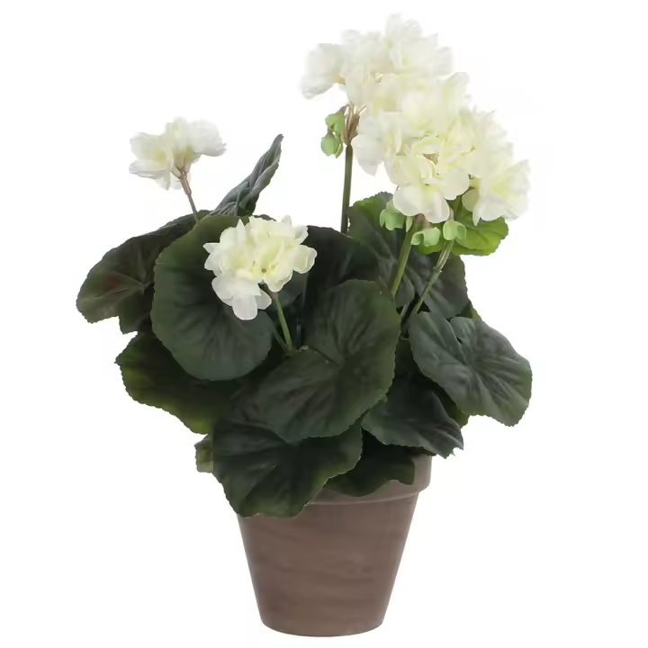 Geranio Crema PVC con Maceta Plástica de Alta Calidad 34x20cm - 1