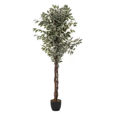 Factory Cuadros Árbol Ficus Verde Oscuro 180cm | Decoración Moderna - 1