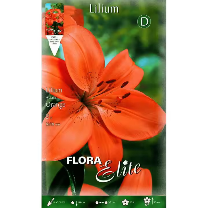 Bulbo Lilium asiatic naranja 2 uds - 1