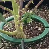 Hydro Halo Anillo De Agua Automático Drip Irrigación Multi Salida Para Riego De Plantas Y Flores Herramientas De Jardinería - details 6