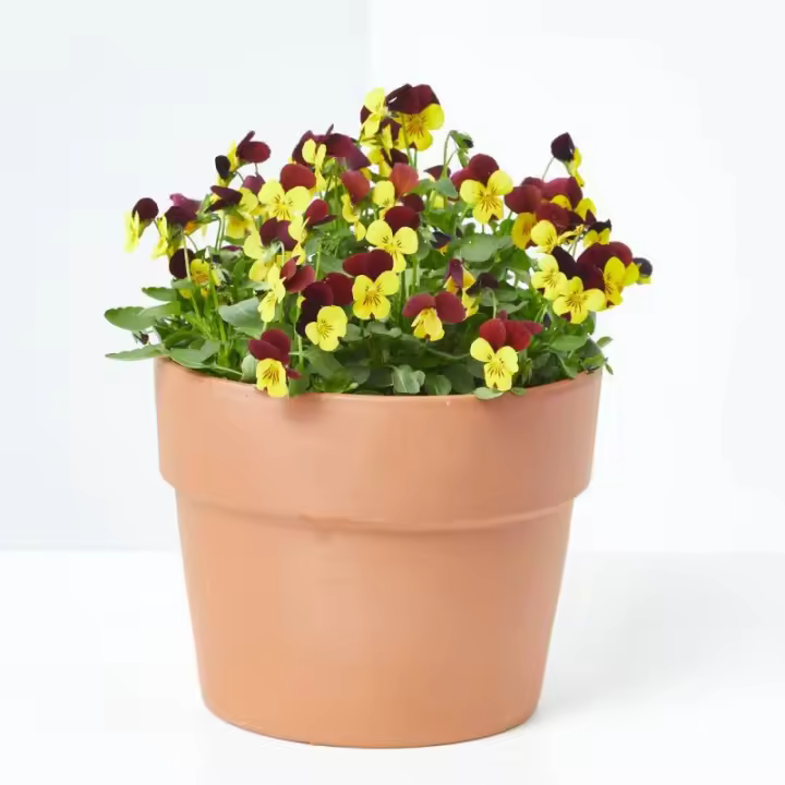 Verdecora VIOLA COLGANTE - 1