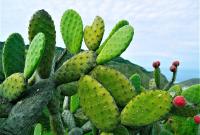 Apetiblock Naturkea: Saciante Natural que Reduce el Apetito y Acelera la Perdida de Peso con Glucomanano,Nopal, 60 capsulas - details 0