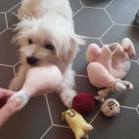Juego De 4 Juguetes Para Perros De Tamaño Pequeño Peluche De Turkey Con Ruido Squeak Y Alimentos Escondidos Juguete Masticable Para Perros - details 1
