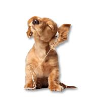 LILI HOME Empapador para Mascotas de 50 Unidades de 60 x 40 / 60x90 cm Mantén tu hogar limpio y fresco con nuestros empapadores para animales, diseñados específicamente para la comodidad y el bienestar de tus mascotas. - details 0